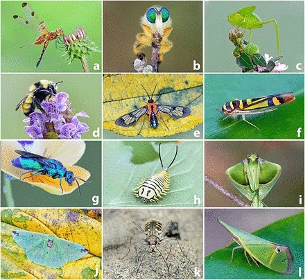 Biologia S&A - Biologia Sperimentale e Applicata