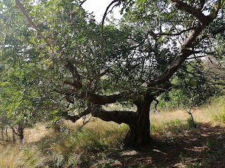 Lama San Giorgio