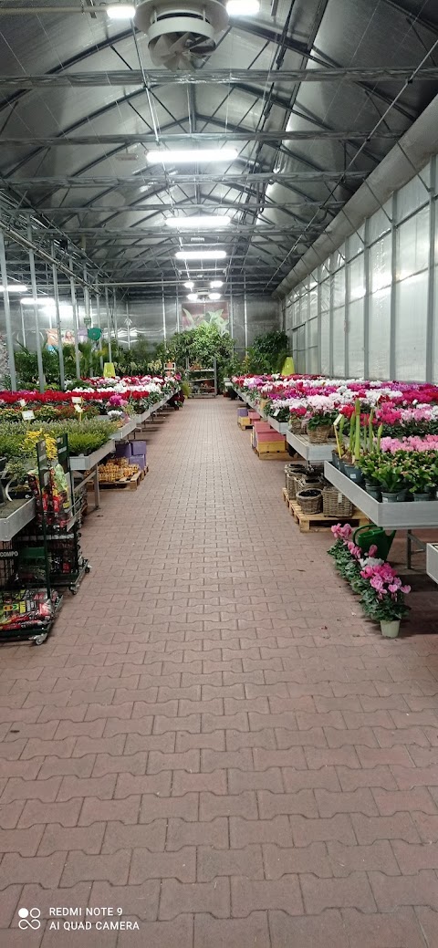 Primula Gialla Garden Center