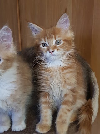 Sphynx e maine coon di perbachows cattery