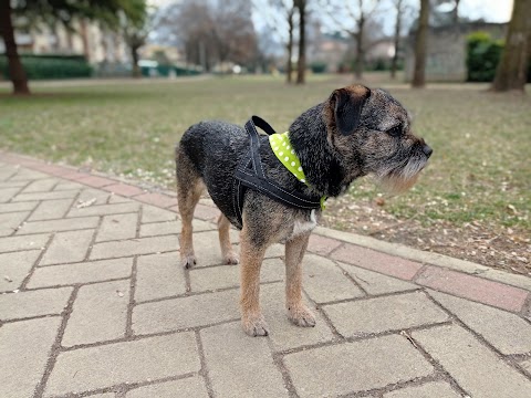 Toelettatura Nonsolocane di Ilaria e Maurizio