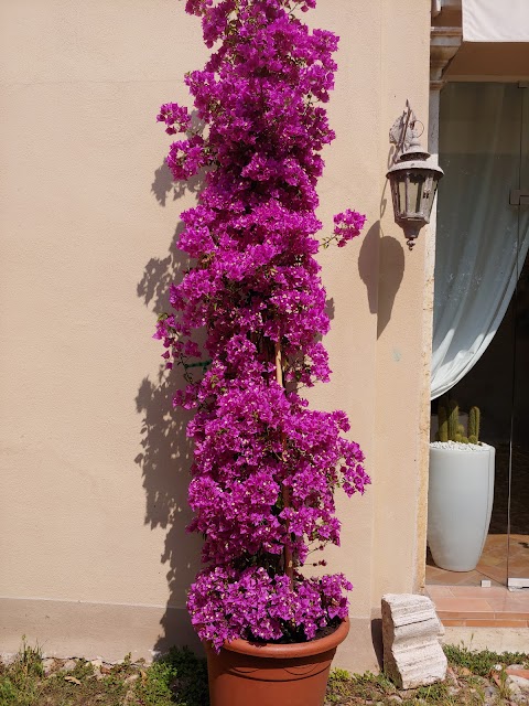 Il Supermercato dei fiori