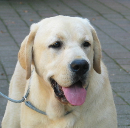 Labrador Retriever Fior d'Acqua