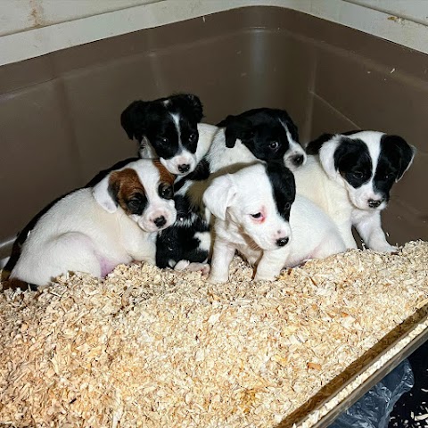 Ambulatorio Veterinario San Lorenzo