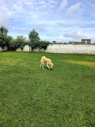 Pensione, Allevamento Chihuahua, Labrador ed Addestramento per cani e gatti "Del Lucrino"