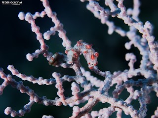 Ondanomala Diving School ASD