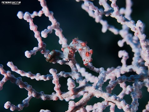 Ondanomala Diving School ASD