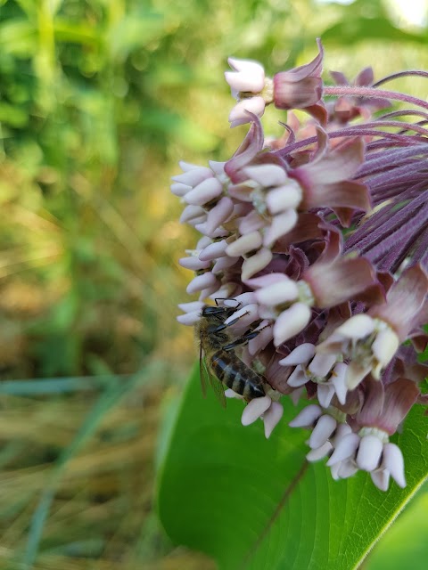 B&B Le Petit Fleur