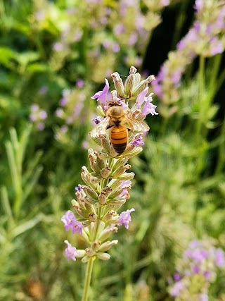 Mielosa - Apicoltura Biolchini