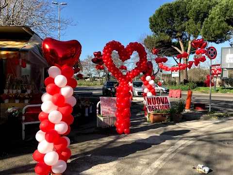 Piante e Fiori .... Da Antonio Roma