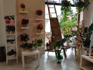 L'EDEN di Jessica Rocca - negozio di fiori e piante