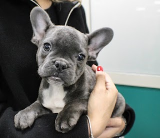 Associazione Professionale Veterinaria Villa Bonelli