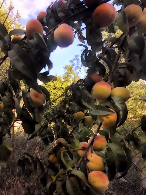 Chianti Food Forest