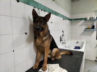 Toilette Per Cani Asso di Nesti Sandra