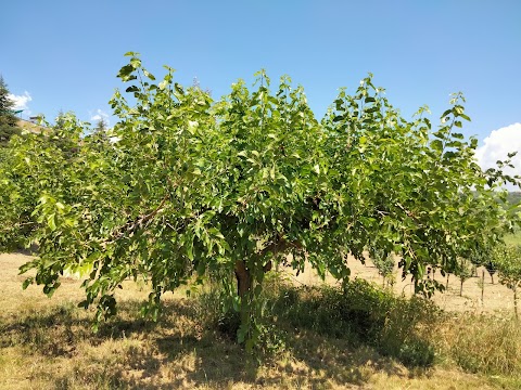 Agriturismo L'Oasi