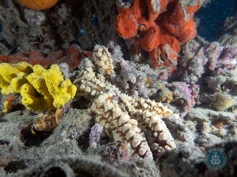 Scuola Subacquea Atis Diving Club