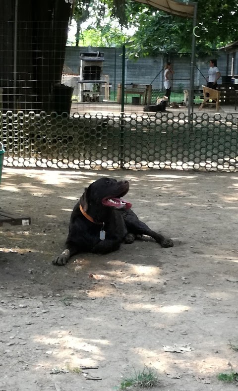 Liberitutti! Asilo per cani