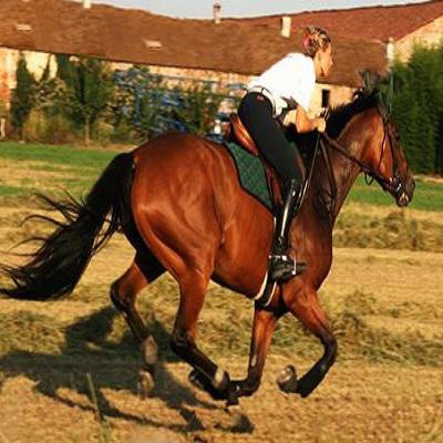 Centro Equestre Il Violino