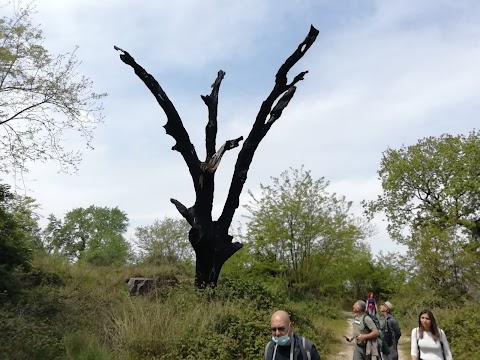 Bosco di San Vito - Monte Tifata