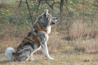 Ambulatorio Veterinario San Giacomo