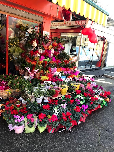 Piante e Fiori .... Da Antonio Roma