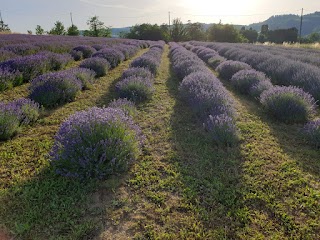 Monte Spada Agri Culture