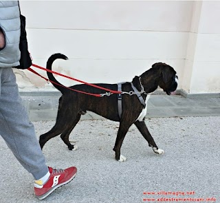 Addestramento Cani adulti e cuccioli a Lucca - Stefano Villamagna