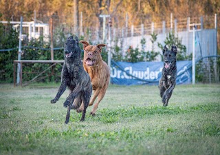 Dog Hotel il Gonnellino