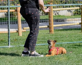 Scuola per cani Sporting Dog