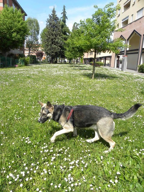 Dog sitter Bologna ★★★★★