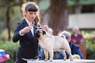 Allevamento Cani Firenze - Carlini del Poderuzzo nella Terra di Mezzo