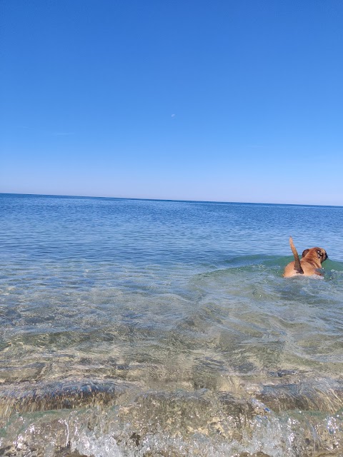 Beach Boyz