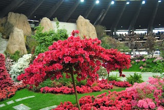 Giusiano Fiori Di Silvestro Massimo & C. S.A.S.