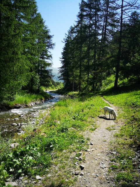 Campeggio Magic Forest www.magicforest.it