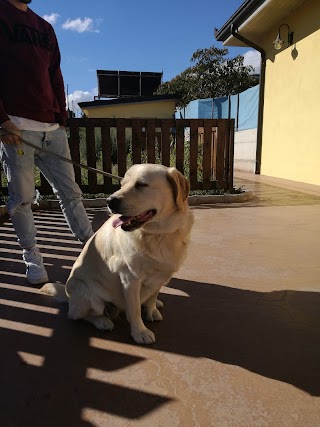 C.V.L. Centro Veterinario Lucano di Martino Giusy e Romano Mario S.N.C