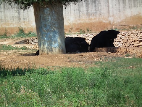 Area delle Tigri