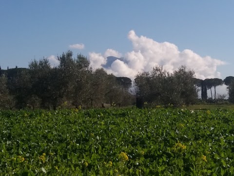 Centro Militare Di Equitazione