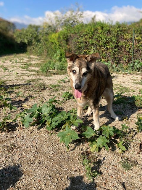 ScodinzolanDog • parco divertimenti per cani Messina