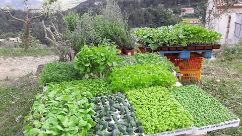 FATTORIA "IL PARROCO"