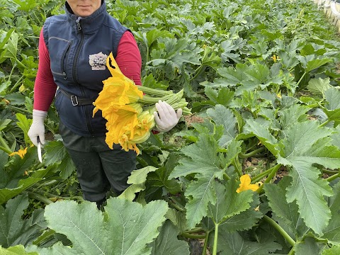 Azienda Agricola Biologica Orto di Fabiana