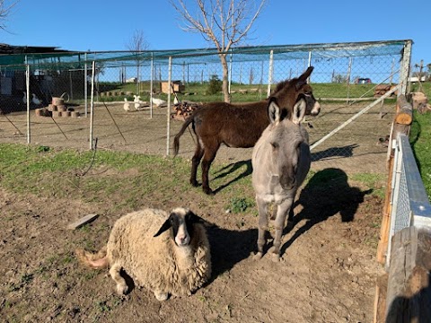 Tenuta Melofioccolo | Società Agricola Villanova S.r.l.