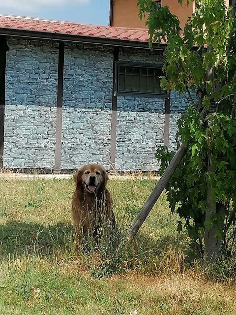 D'ariaDog Educatore Cinofilo a domicilio, Pensione Per Cani