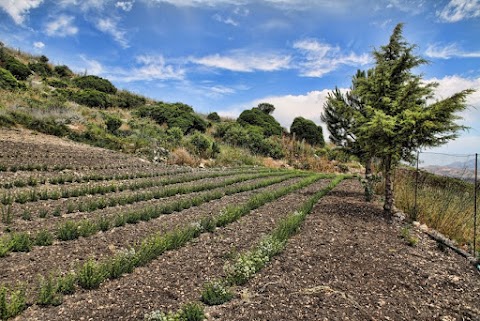 Aromatiche di Girafi