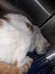 Foto di Clinica Veterinaria Porta Nova - Via Boldori 15, Crema (CR), Italia