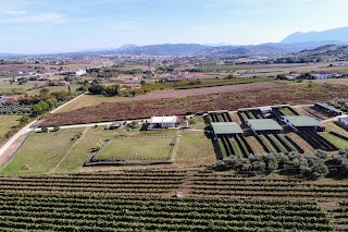 Centro cinofilo i sanniti a 4 zampe