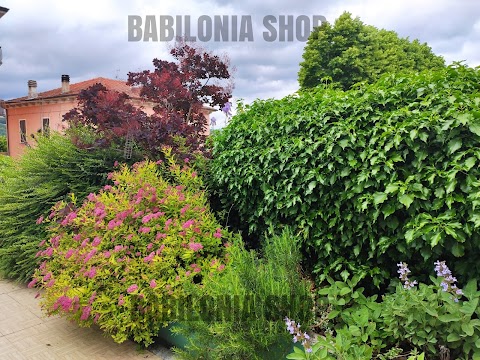 Babilonia Shop