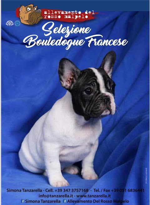 Allevamento Bulldog Francese e Cane Corso Rosso Malpelo