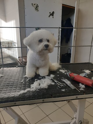 Cani E Gatti E Co Di Torricelli Serena