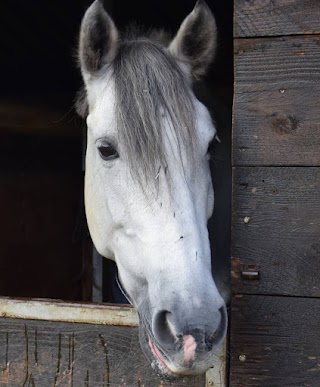 Centro Equestre Stangoni ASD