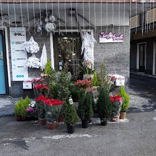 Salvo Accolla Fiori